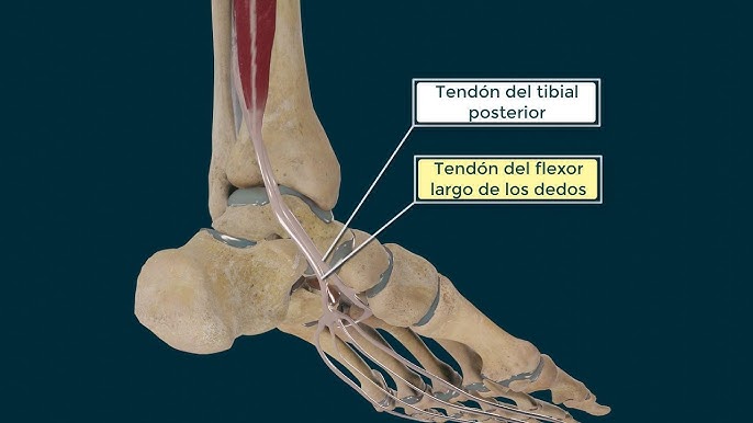 Músculo Flexor Largo de los Dedos del Pie (Guía Anatómica) - Recursos
